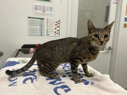 An adult medium-sized female Brown / Chocolate Domestic Short Hair cat named Loch Nessy for adoption in Kansas City, MO