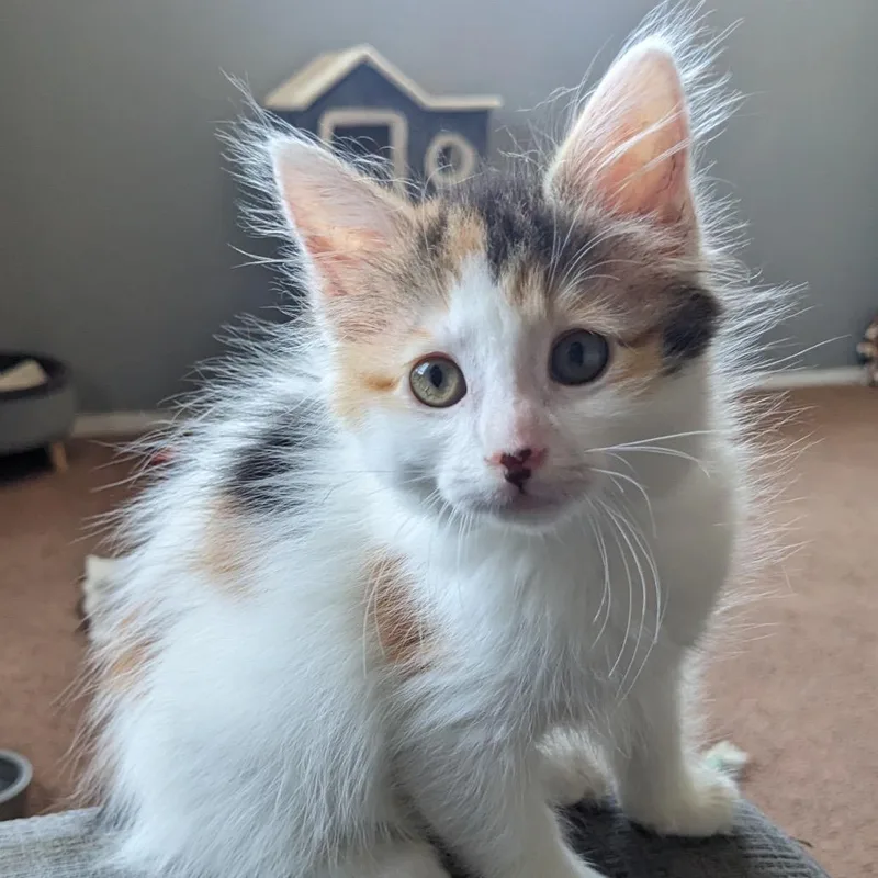 A baby small-sized female Calico Domestic Medium Hair cat named Gordita Crunch for adoption in Long Beach, CA