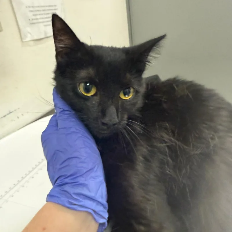An adult medium-sized female Black Domestic Medium Hair cat named Goldie for adoption in Charleston, WV
