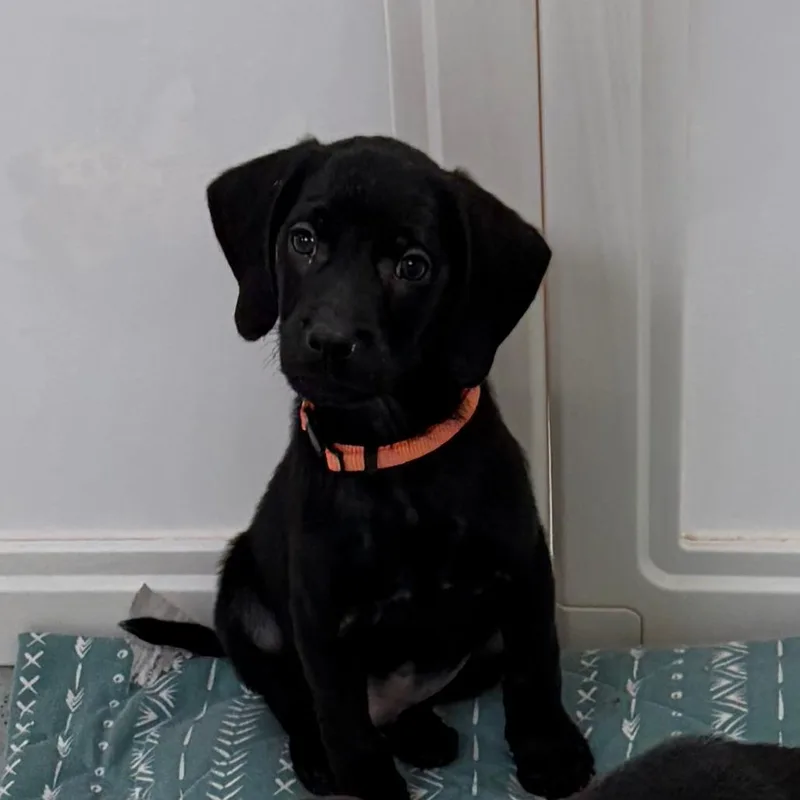 A baby medium-sized male Black Hound dog named Sammich for adoption in Greensboro, GA