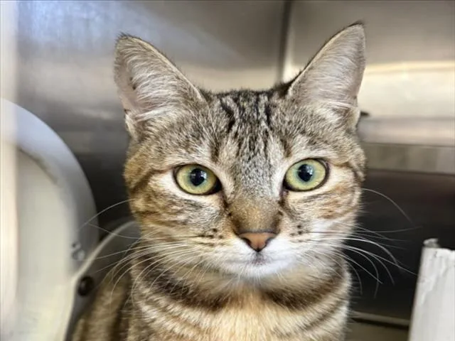 A young small-sized female Domestic Short Hair cat named Farrah for adoption in Chatsworth, CA