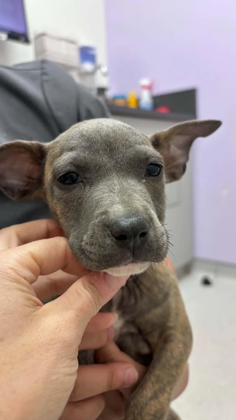 A baby medium-sized female American Staffordshire Terrier dog named S'mores for adoption in Holly Springs, NC