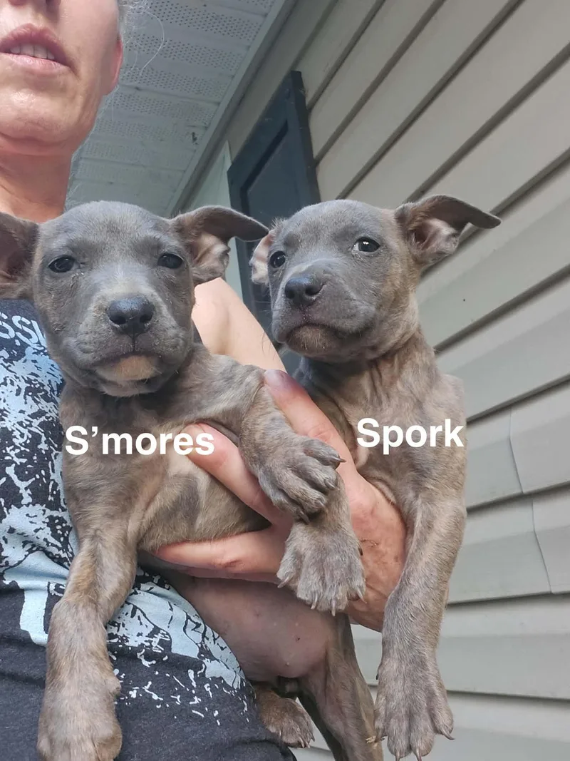 S'mores thumbnail 3