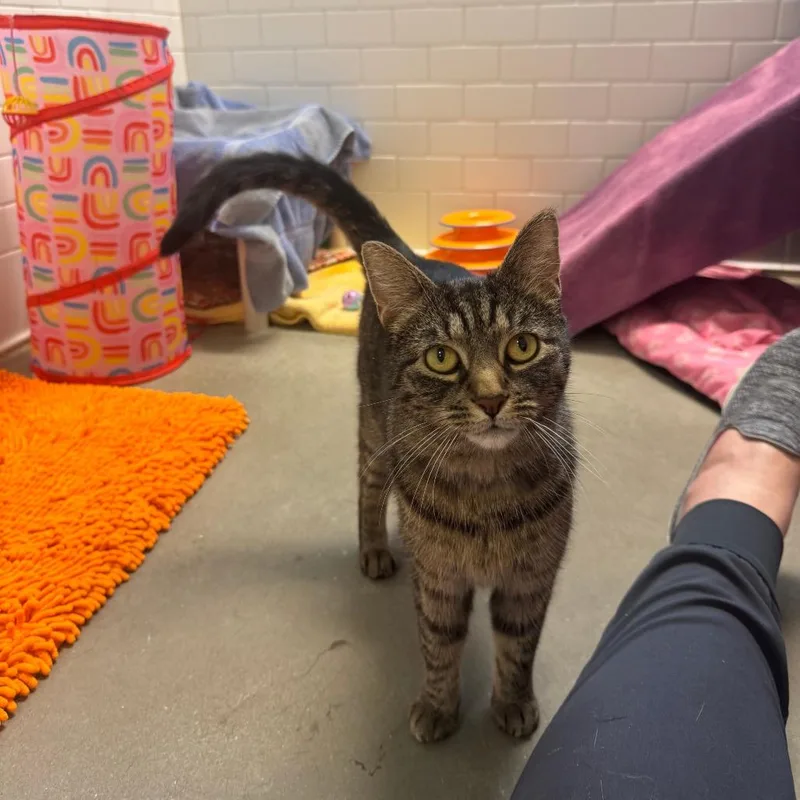 An adult medium-sized female Domestic Short Hair cat named Qi for adoption in Pittsburgh, PA