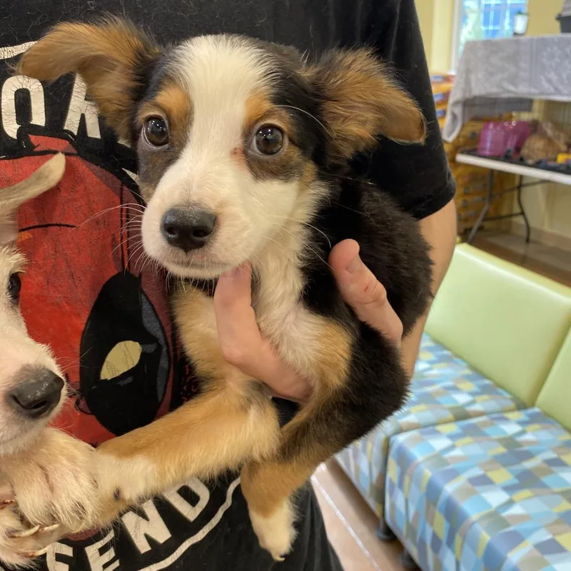 A baby small-sized female Terrier dog named Blossom for adoption in Lynchburg, VA