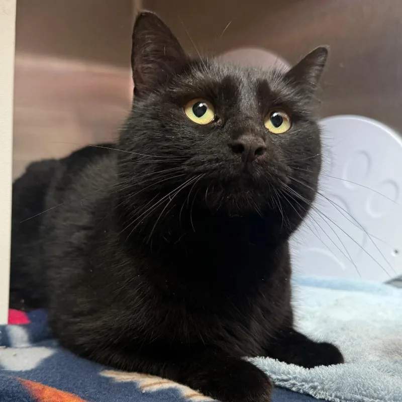 Midnight Is At Petsmart