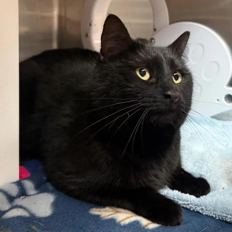 Midnight Is At Petsmart thumbnail 2