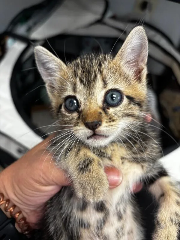 A young medium-sized female Domestic Short Hair cat named Constitution for adoption in Saint Charles, MO