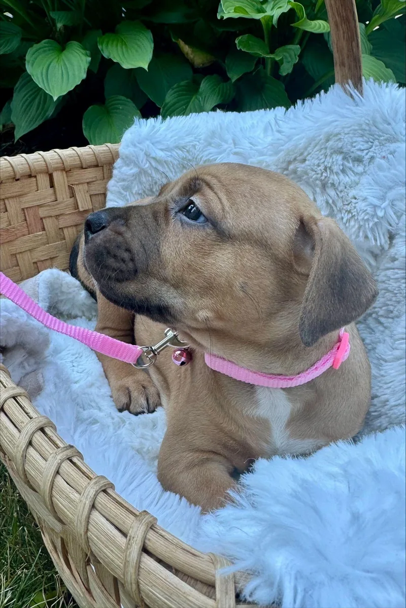 Olive