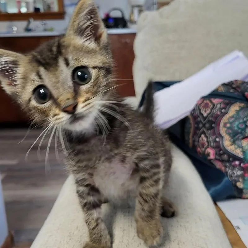 A baby small-sized male Brown / Chocolate Domestic Short Hair cat named Spark for adoption in Wichita, KS