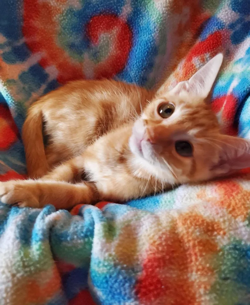 A baby medium-sized male Orange / Red Domestic Short Hair cat named Dopey Riley Fuzzell Petsmart for adoption in Spring, TX