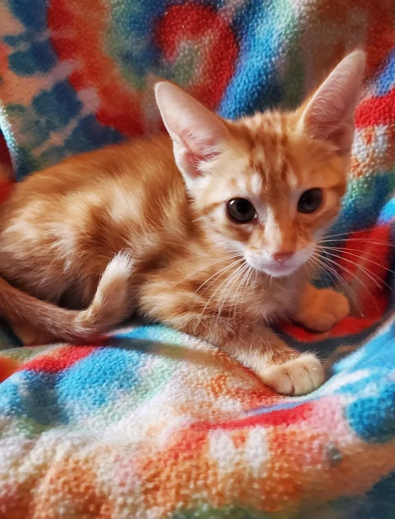 Dopey Riley Fuzzell Petsmart thumbnail 2