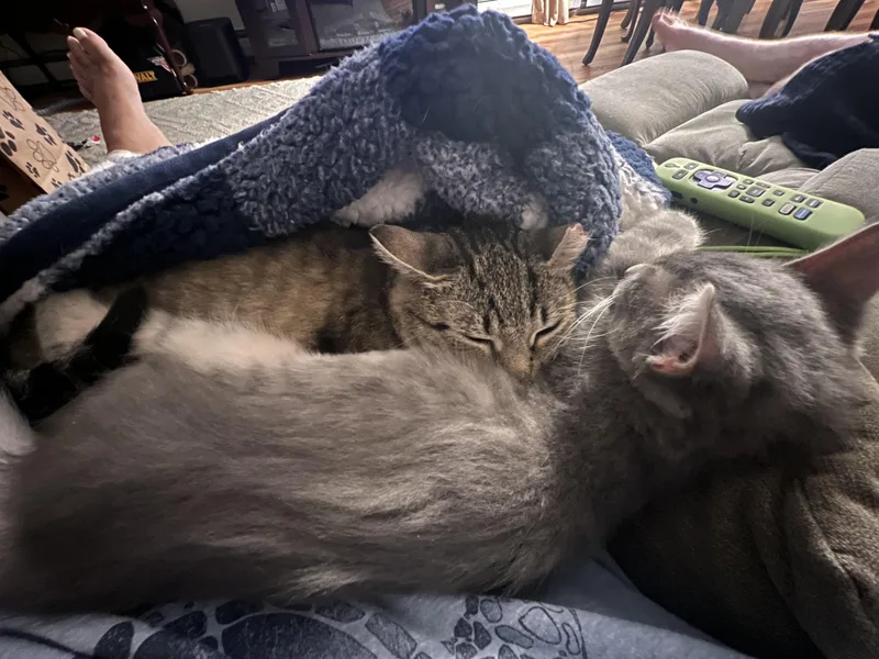 Solar Eclipse thumbnail 2