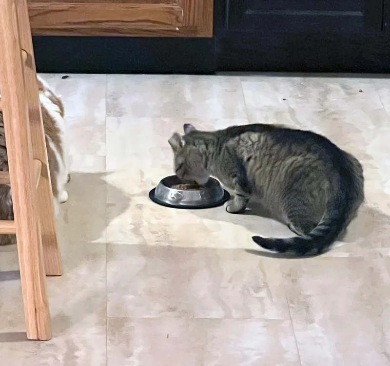 Solar Eclipse thumbnail 3