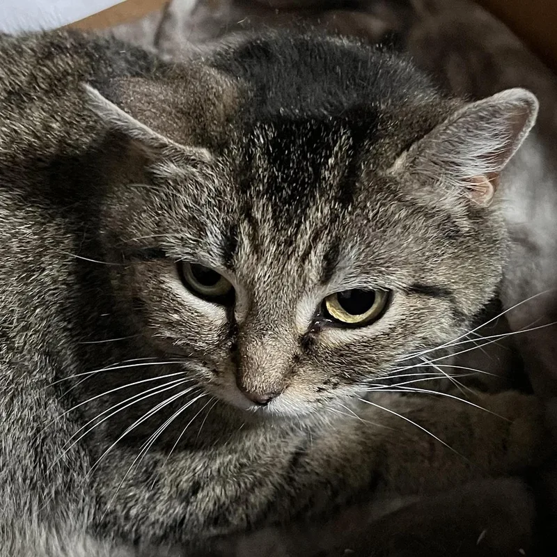 Solar Eclipse thumbnail 4