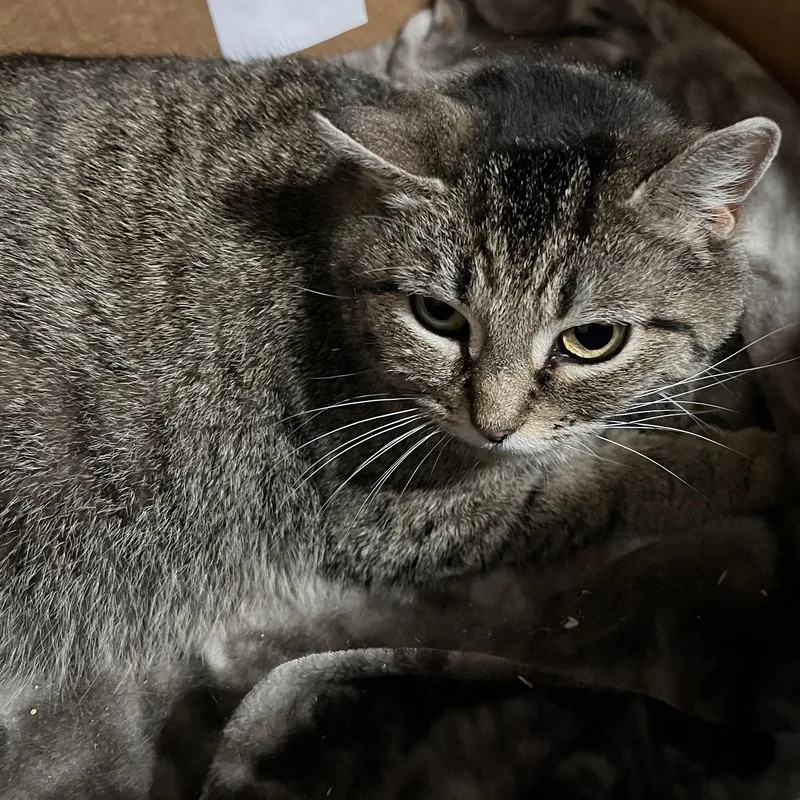 Solar Eclipse thumbnail 5