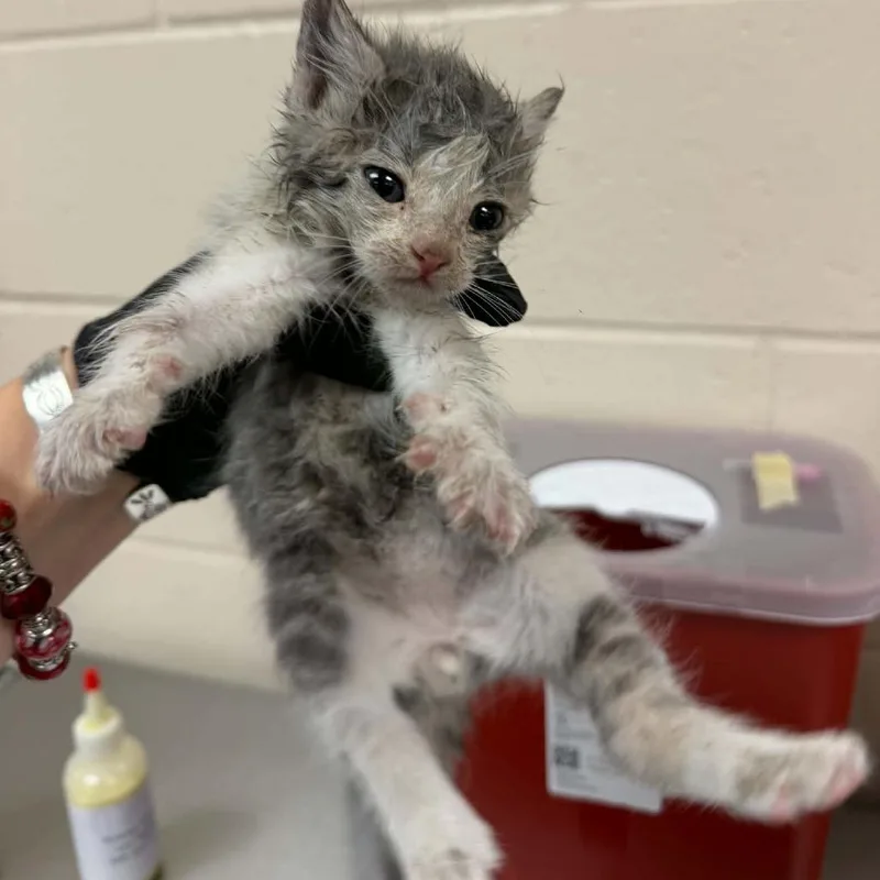 A baby small-sized male Gray / Blue / Silver Domestic Short Hair cat named King Candy for adoption in Reno, NV