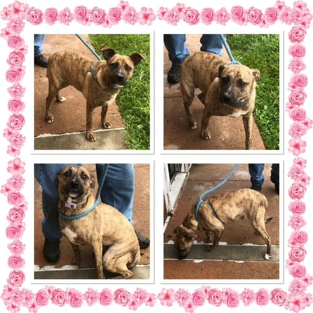 An adult medium-sized female Brindle Mixed Breed dog named Rumi for adoption in Buckhannon, WV