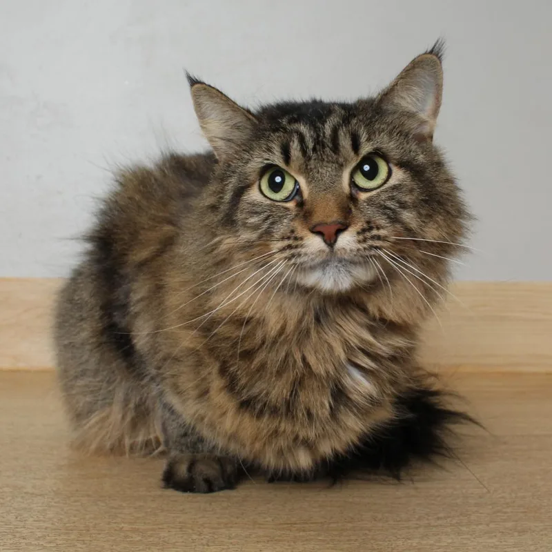 An adult medium-sized female Brown / Chocolate Domestic Long Hair cat named Squishmeowllo C for adoption in Minnetonka, MN