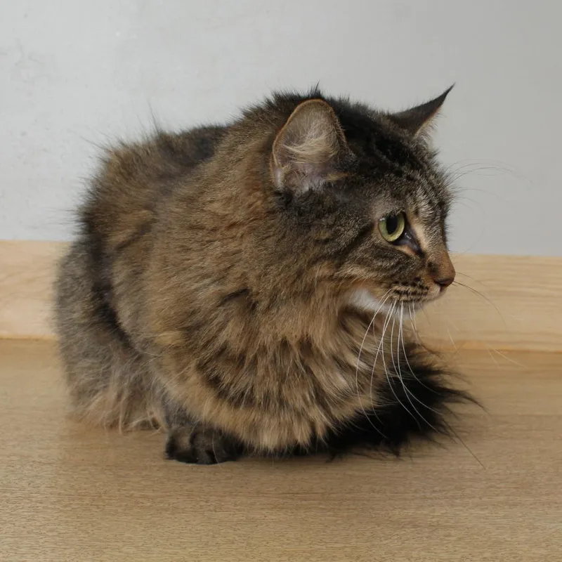Squishmeowllo C thumbnail 3