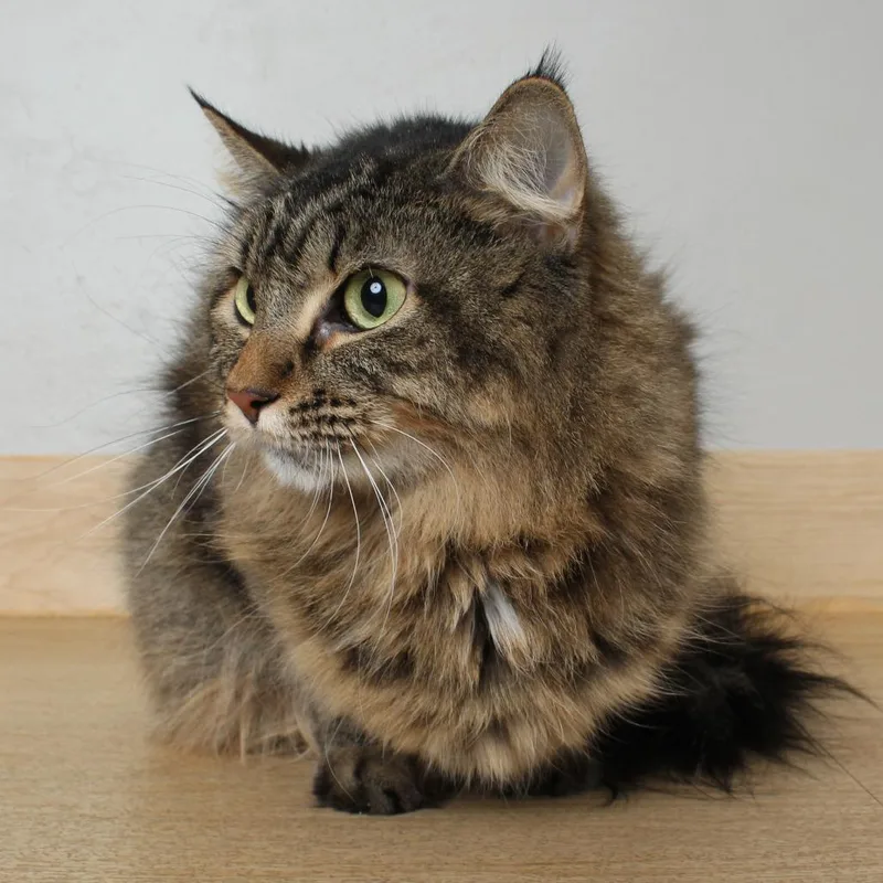 Squishmeowllo C thumbnail 4