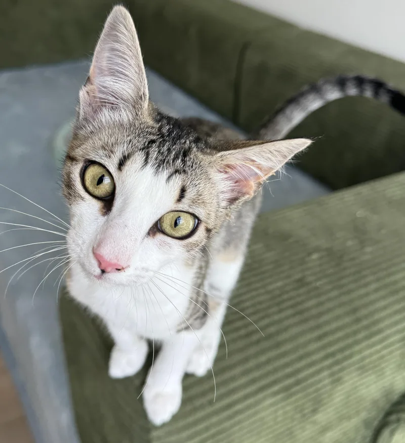 A baby small-sized female Domestic Short Hair cat named Cricket for adoption in Pendleton, OR