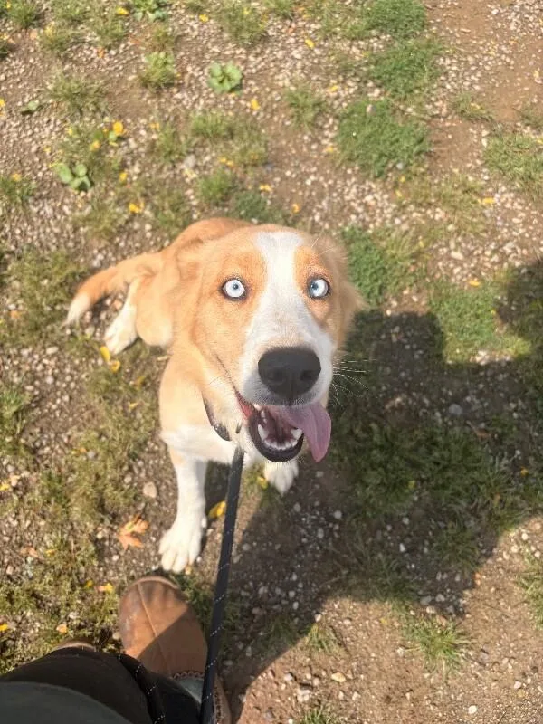 An adult medium-sized female Yellow / Tan / Blond / Fawn Mixed Breed dog named Chantal for adoption in Warren, PA