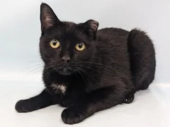An adult small-sized male Domestic Short Hair cat named Bram for adoption in Golden Valley, MN