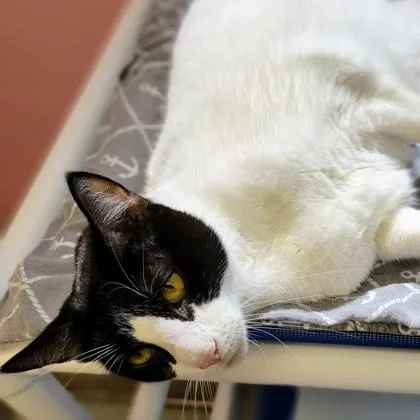 An adult extra large-sized male Domestic Short Hair cat named Meep for adoption in Largo, FL