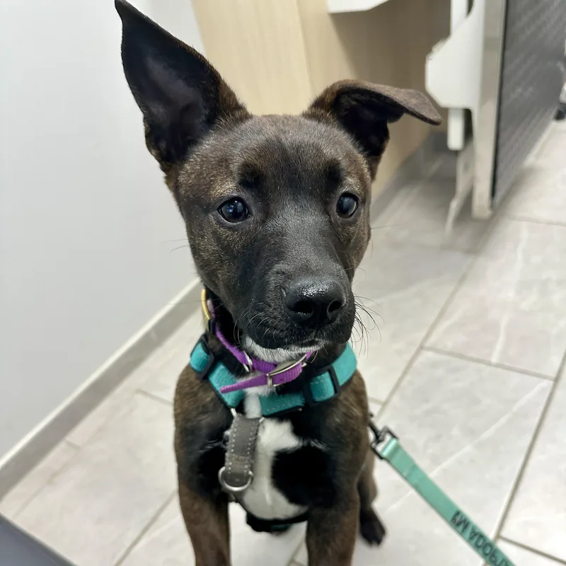 A young medium-sized female Pit Bull Terrier dog named Alli for adoption in Charlotte, NC