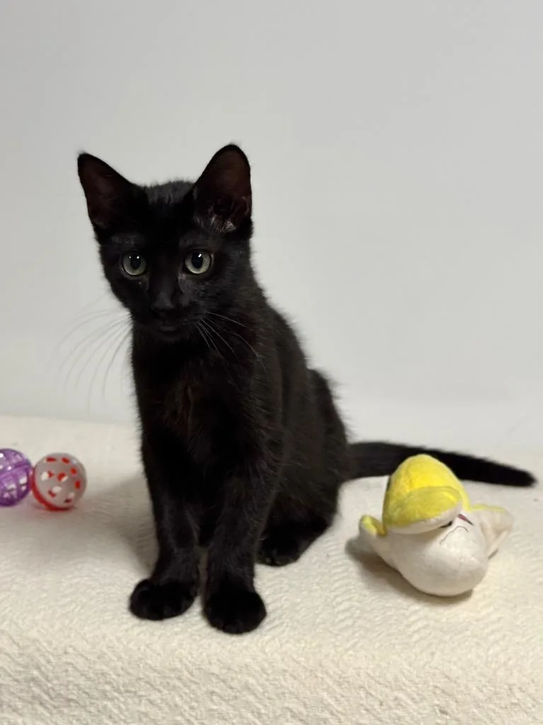 A baby small-sized female Domestic Short Hair cat named Nancy for adoption in Canyon Lake, TX