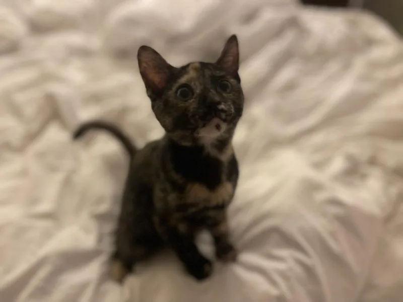 A baby small-sized female Tortoiseshell Domestic Short Hair cat named Annie & Mia PERFECTLY for adoption in Boca Raton, FL
