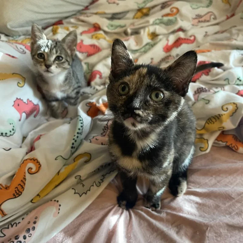 Annie & Mia PERFECTLY thumbnail 2