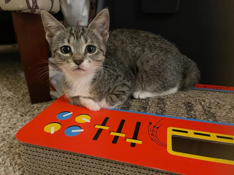 Annie & Mia PERFECTLY thumbnail 4