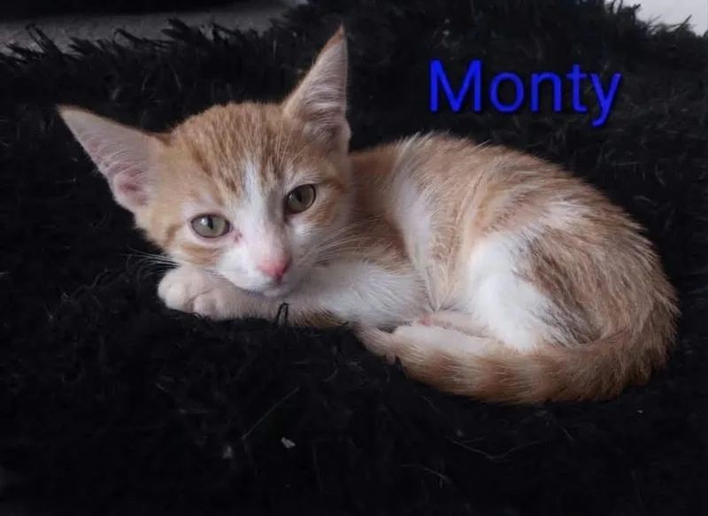 A baby medium-sized male Tabby (Orange / Red) Tabby cat named Monty for adoption in Wyandotte, MI