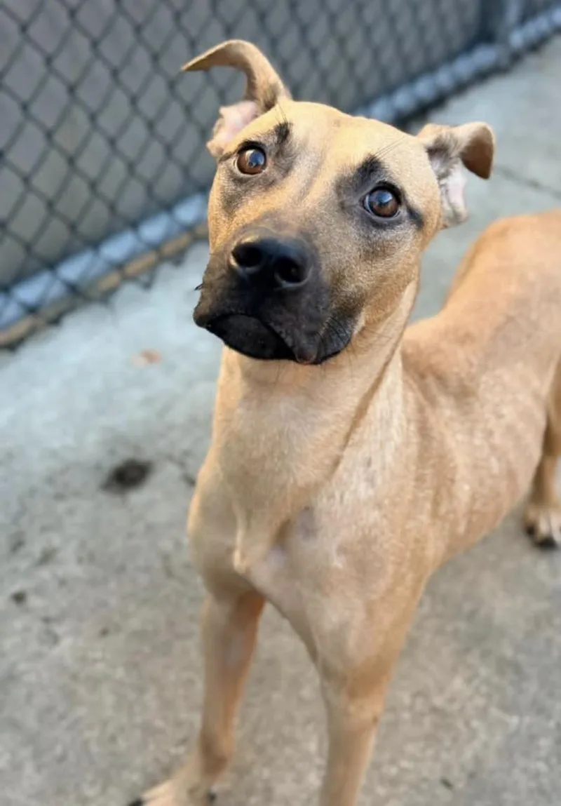 An adult medium-sized male Yellow / Tan / Blond / Fawn Pit Bull Terrier dog named Maíz for adoption in Chicago, IL