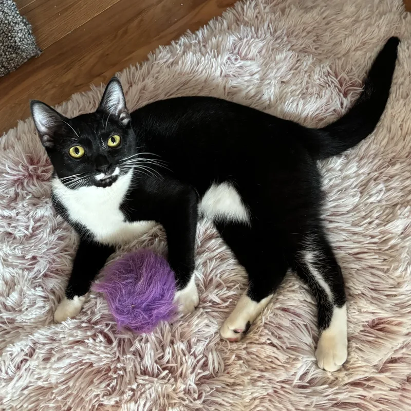 A young medium-sized female Black & White / Tuxedo Domestic Short Hair cat named Tuna for adoption in Andover, CT