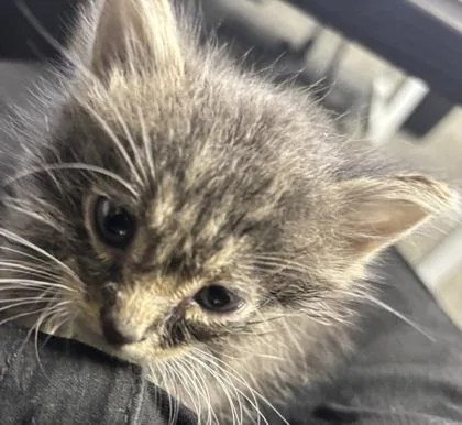 A baby small-sized female Domestic Short Hair cat named Delightful for adoption in West Chester, PA