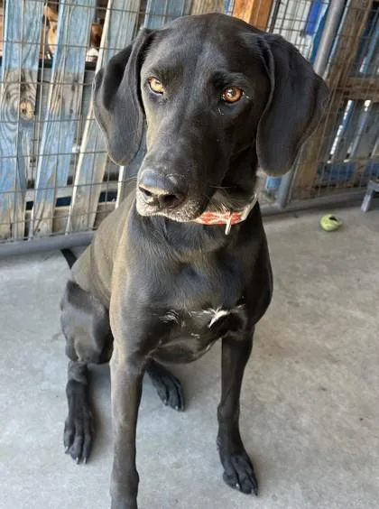 A baby large-sized female Labrador Retriever dog named Bonnie for adoption in Pendleton, OR