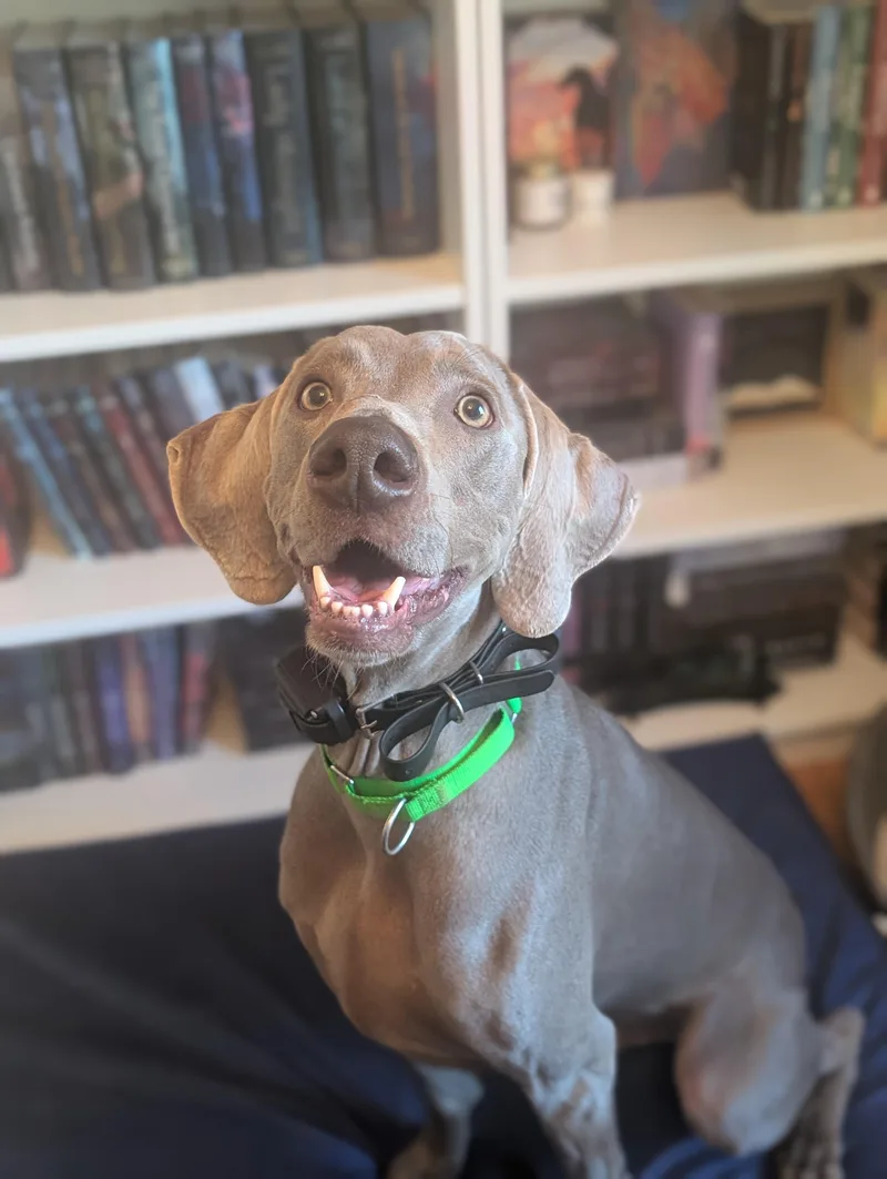 An adult large-sized male Weimaraner dog named Flint for adoption in Mansfield Center, CT