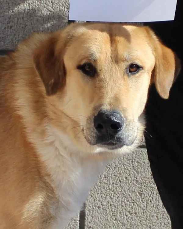 An adult extra large-sized male Shepherd dog named Jratticus for adoption in Oceanside, CA