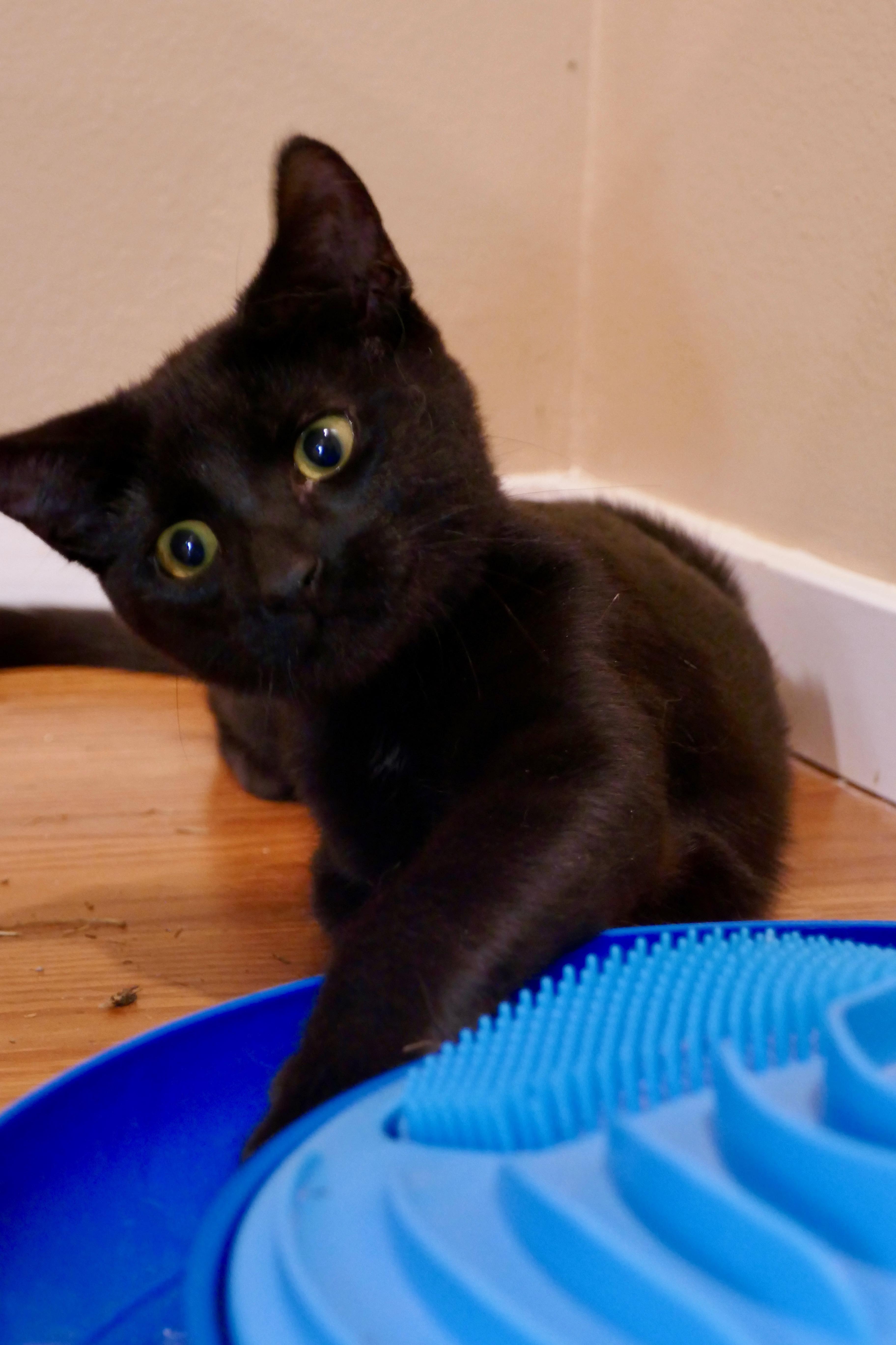 A baby medium-sized female Black Domestic Short Hair cat named Java Chip for adoption in Fresno, CA
