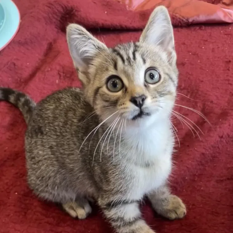 A baby small-sized male Brown / Chocolate Domestic Short Hair cat named Giorgio for adoption in Chicago, IL