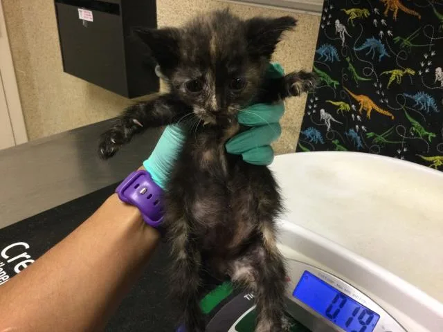 A baby small-sized female Domestic Short Hair cat named Victoria for adoption in Riverside, CA