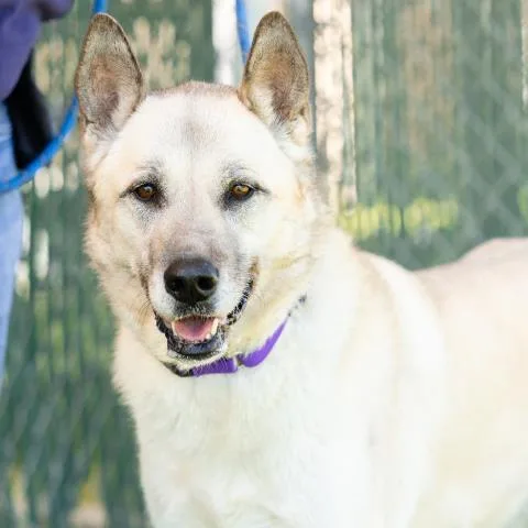 An adult large-sized female Anatolian Shepherd dog named Mara for adoption in Camarillo, CA