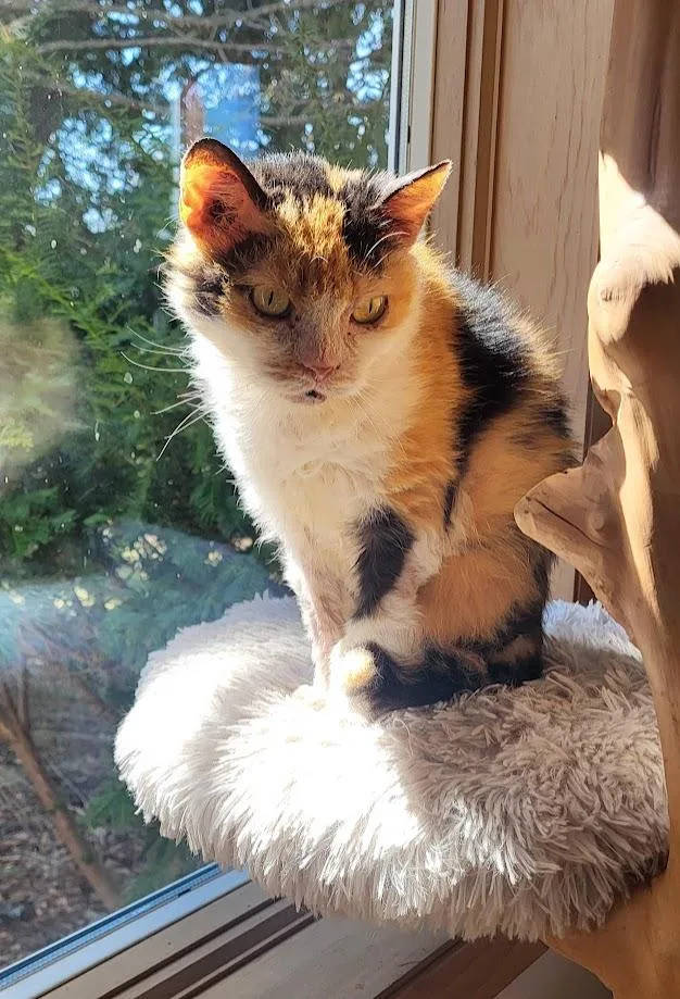 A senior small-sized female Calico Domestic Short Hair cat named Minion for adoption in Milwaukee, WI