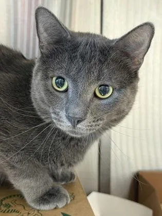 An adult medium-sized male Domestic Short Hair cat named Roger for adoption in West Chester, PA