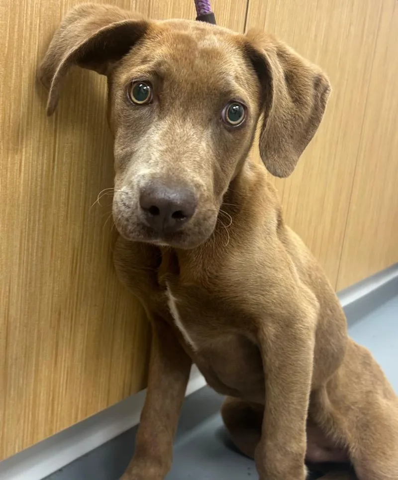 A baby medium-sized male Terrier dog named Wesley for adoption in Hartsville, SC