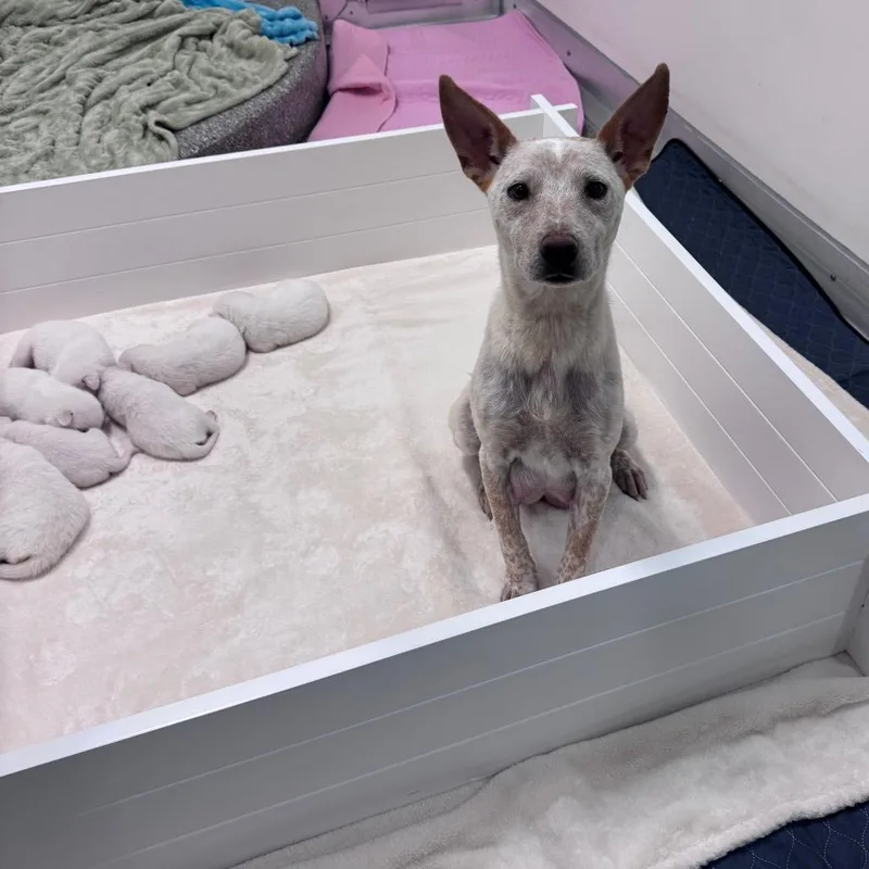 An adult medium-sized female White / Cream Cattle Dog dog named Flour for adoption in Kanab, UT