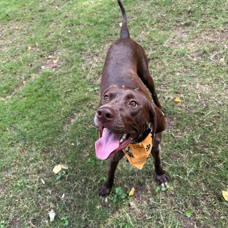 A young large-sized male Brown / Chocolate Chocolate Labrador Retriever dog named Bowie for adoption in Austell, GA